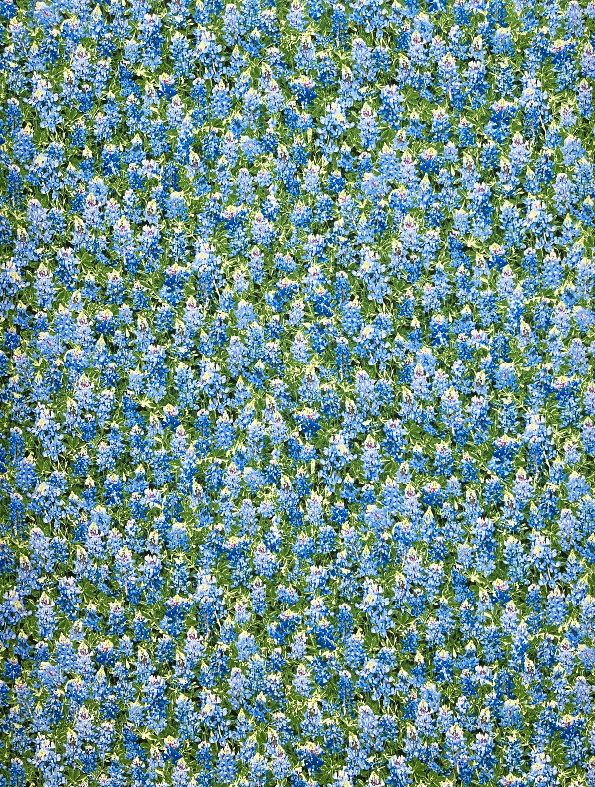 C7572 BLUE BONNETS