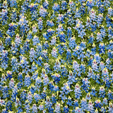 C7572  BLUE BONNETS