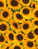 FLEUR-C5253  SUNFLOWER