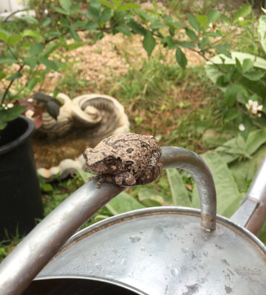 MAY 2020 NEWSLETTER/BLOG
