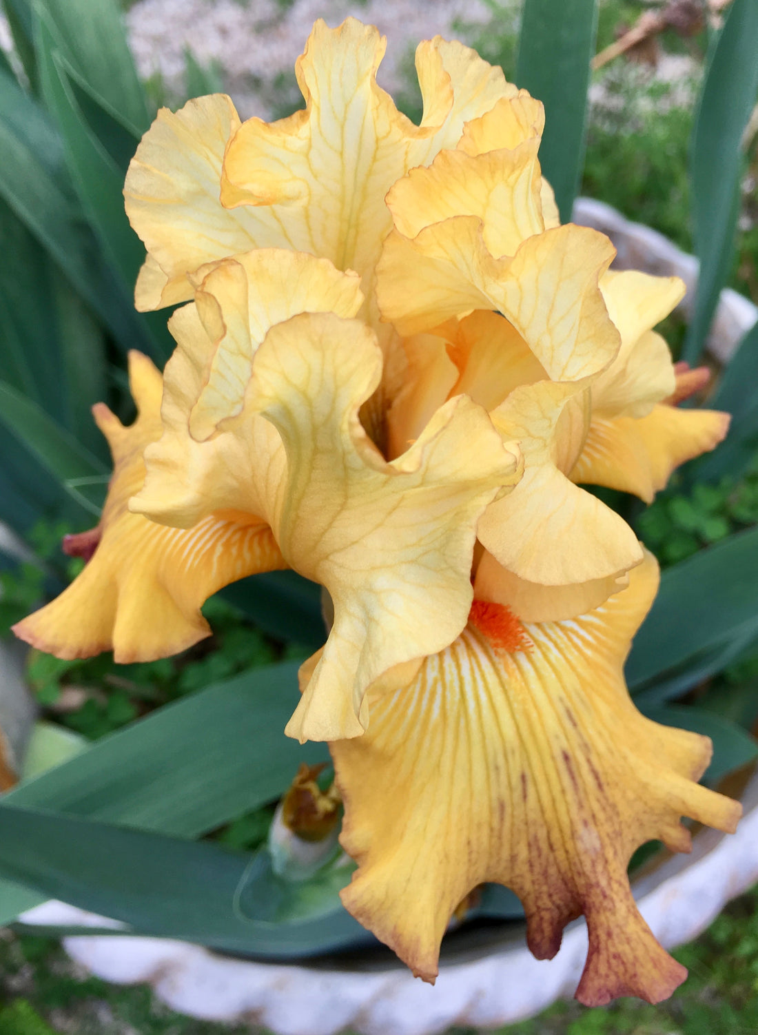 APRIL 2019 NEWSLETTER