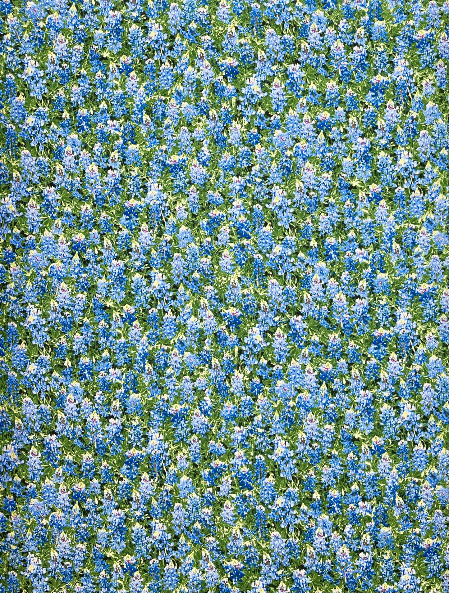 C7572  BLUE BONNETS