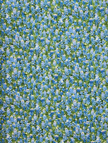 C7572  BLUE BONNETS