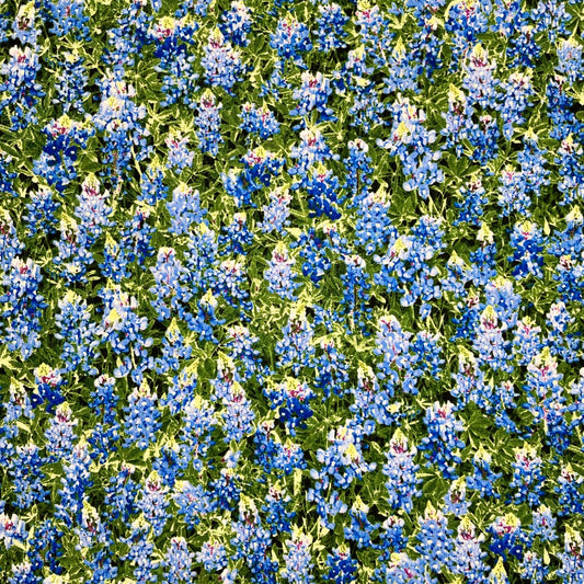 C7572  BLUE BONNETS
