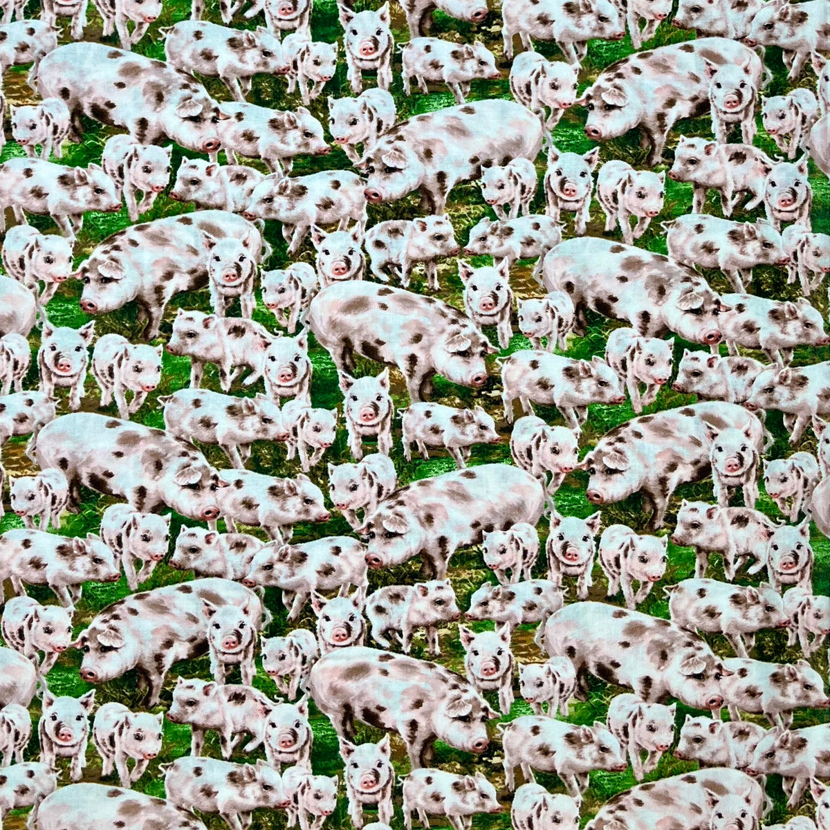 C8338-PIG PIGGY