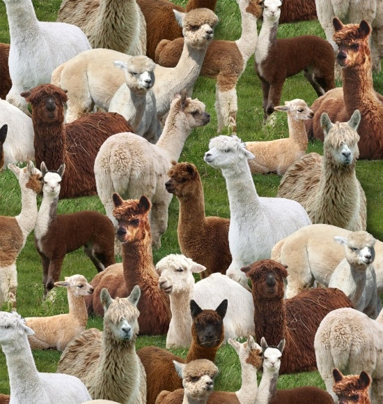 FARM ANIMALS - ALPACAS -445 GREEN