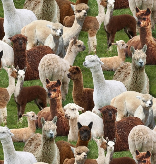 FARM ANIMALS - ALPACAS -445 GREEN