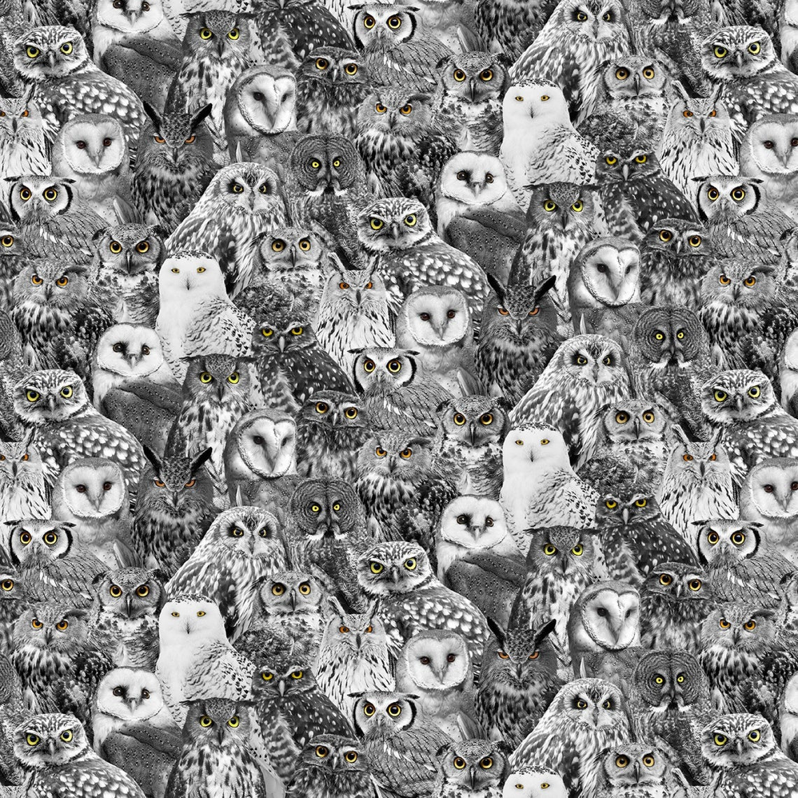 WICKED FOG C7883 BLACK OWLS