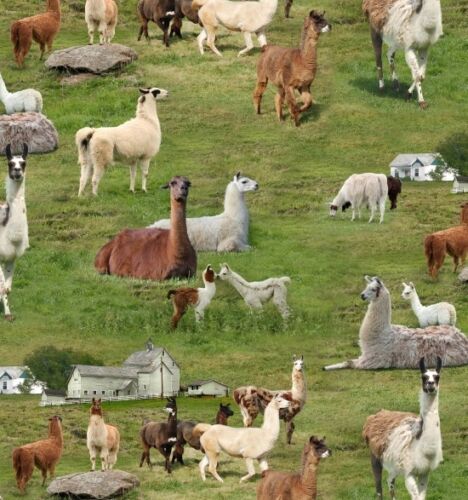FARM ANIMALS LLAMAS 444 GREEN
